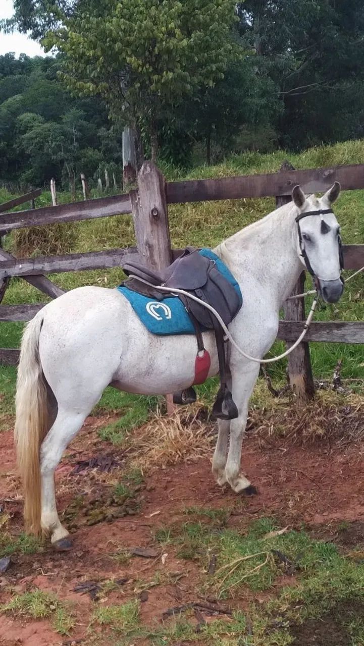 Égua Mangalarga Marchador 