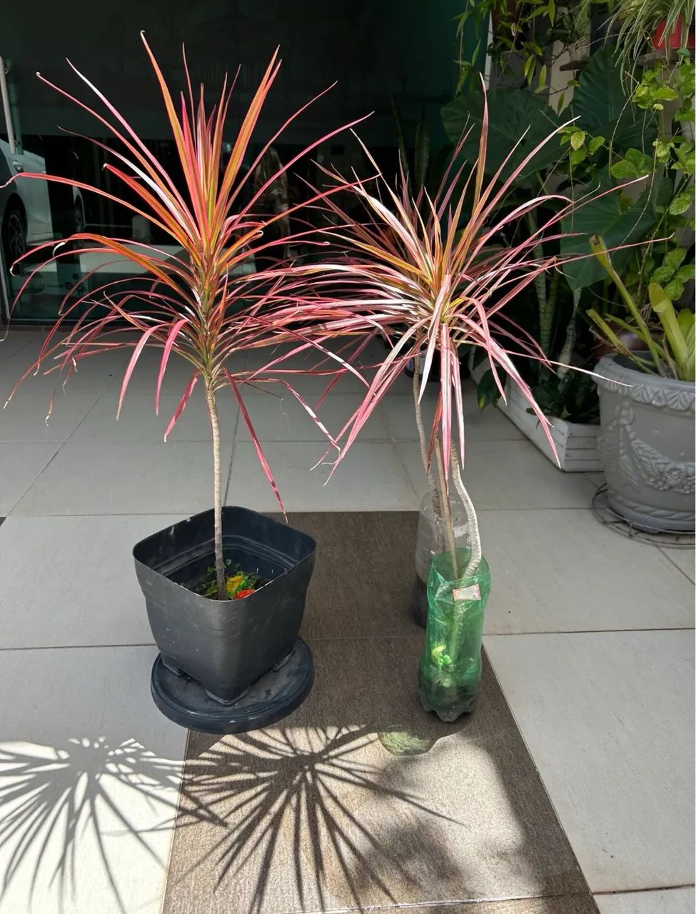Muda Tricolor (Dracena) - Planta Ornamental Folhagem Colorida - Foto 6