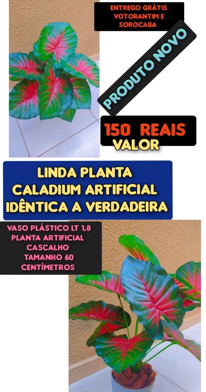 Planta Nova 