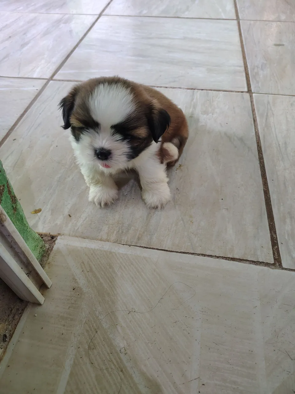 Filhote de Shih Tzu adorável