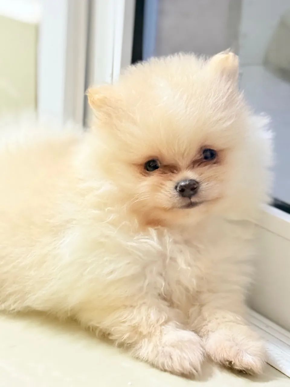 BEBÊ DE LULU DA POMERANIA  MACHO PARCELO NO CARTAO 