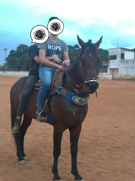 Cavalo Quarto de Milha REGISTRADO!!! - Foto 5