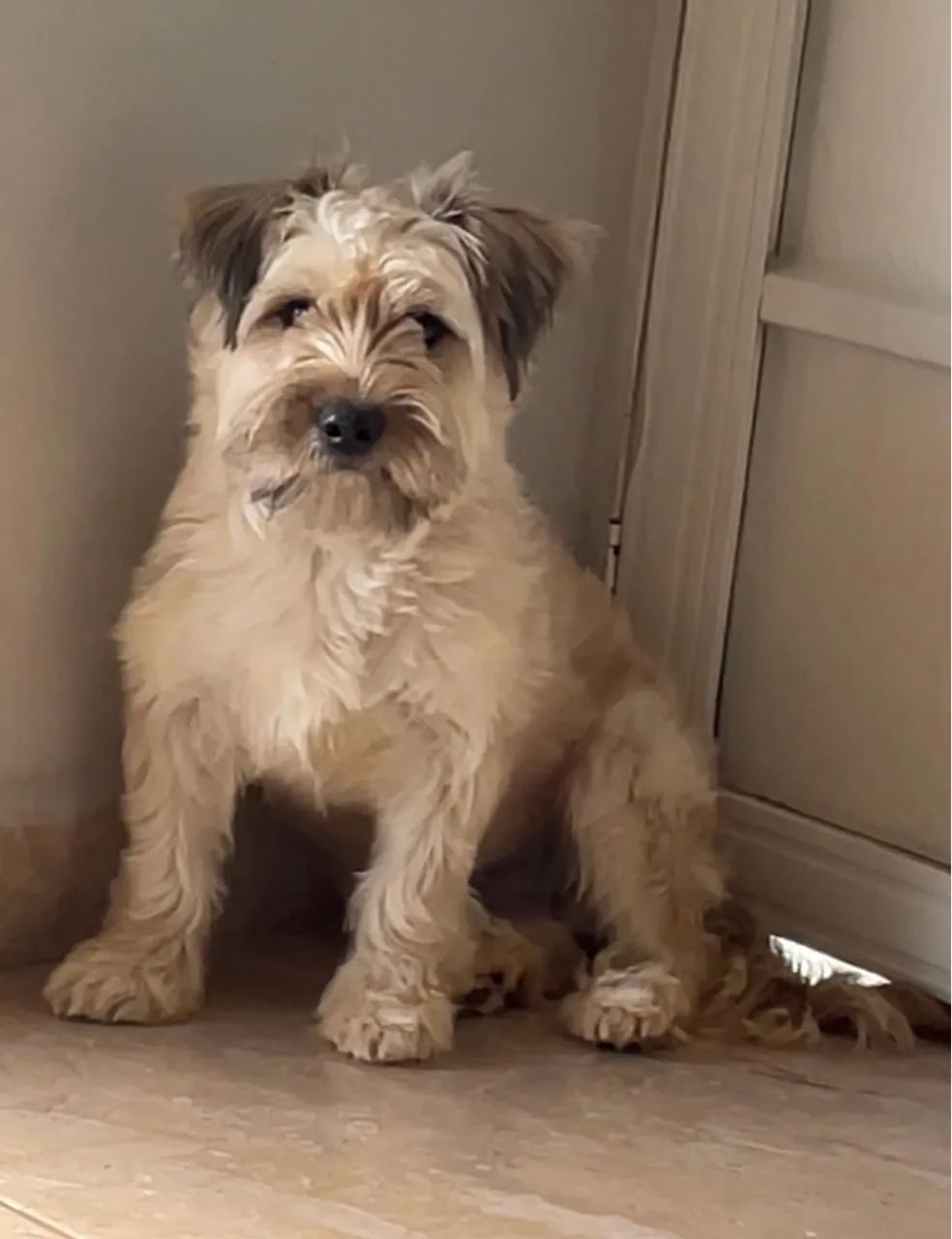 Schnauzer 