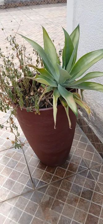 vaso de polietileno com coqueiro agarve dragão - Foto 2