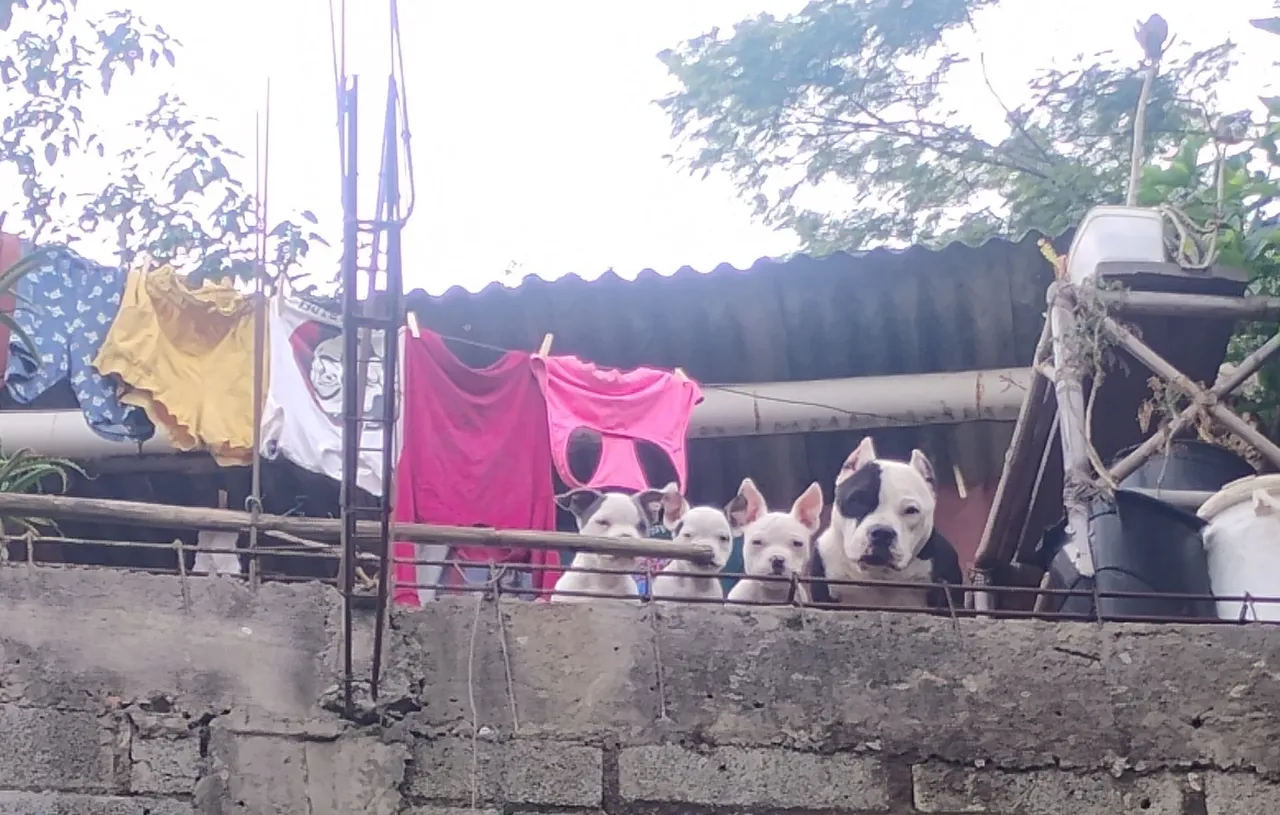 Filhotes de Pitbull para adoção