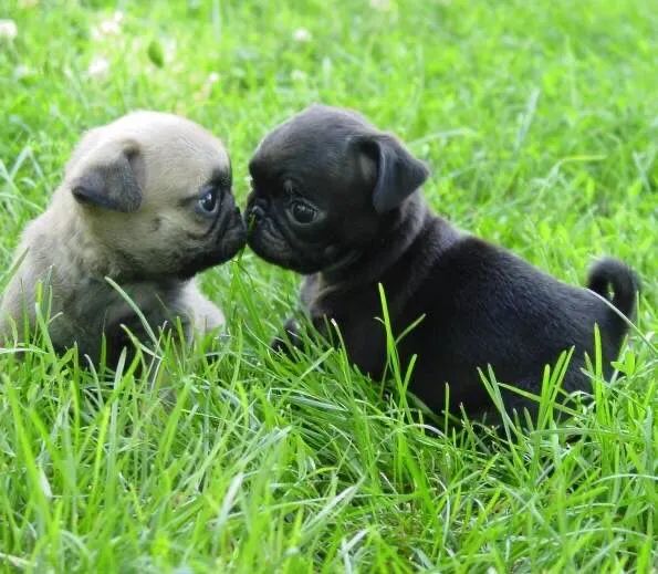 Pug black enabricot 