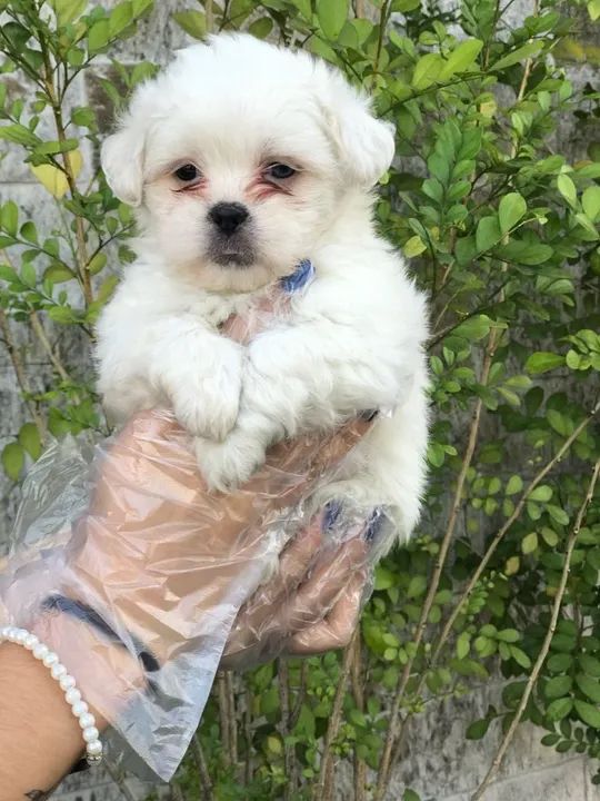 Lhasa Apso os mais fofos de são Paulo - Foto 3
