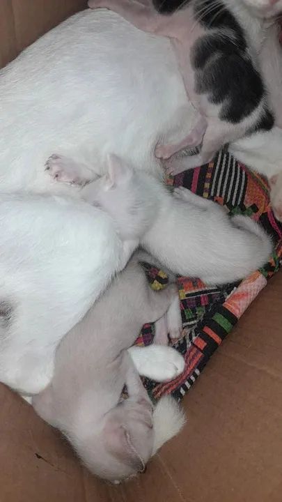 Estou doando esses gatinhos - Foto 2