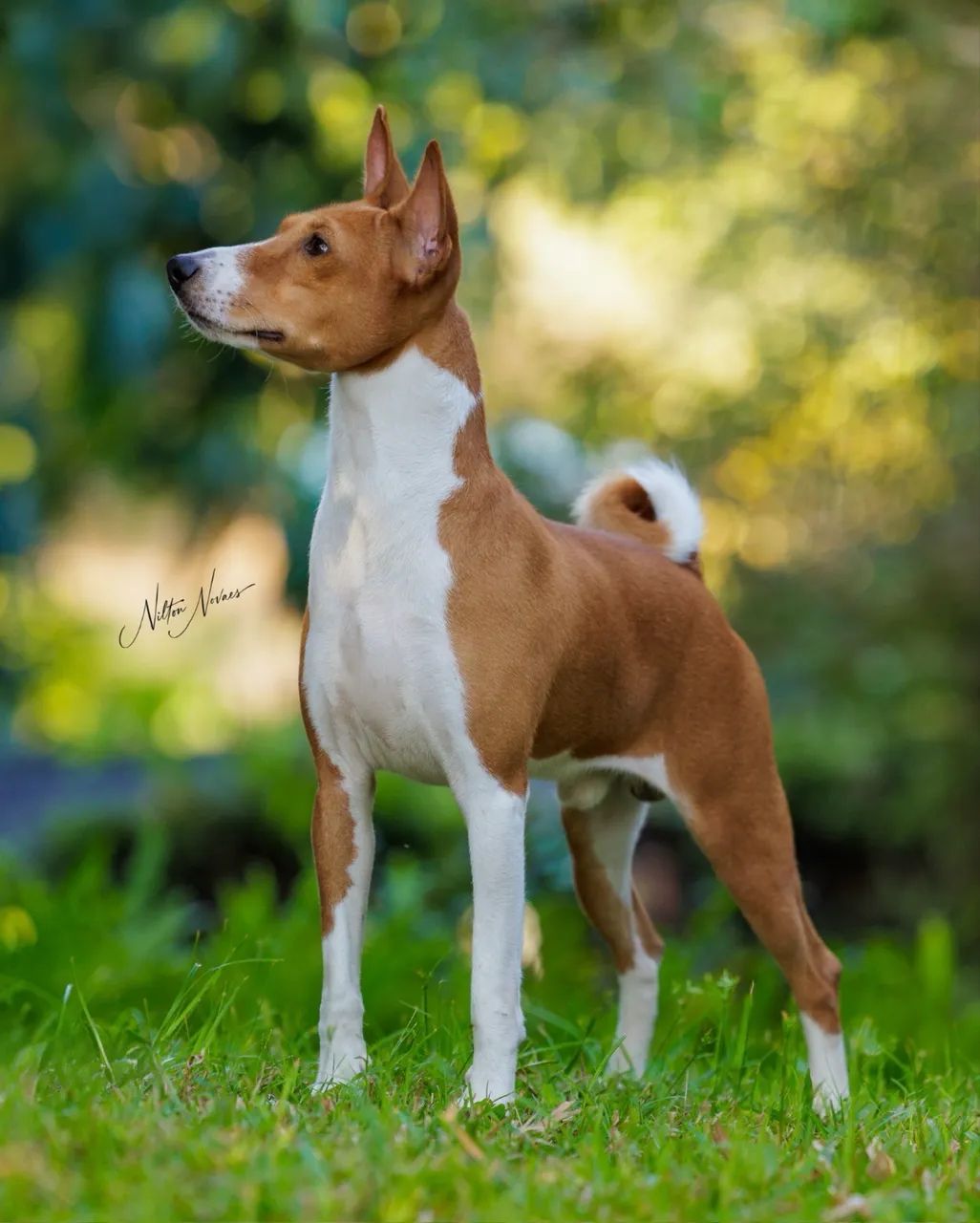 Basenji o cão que não late - Foto 3