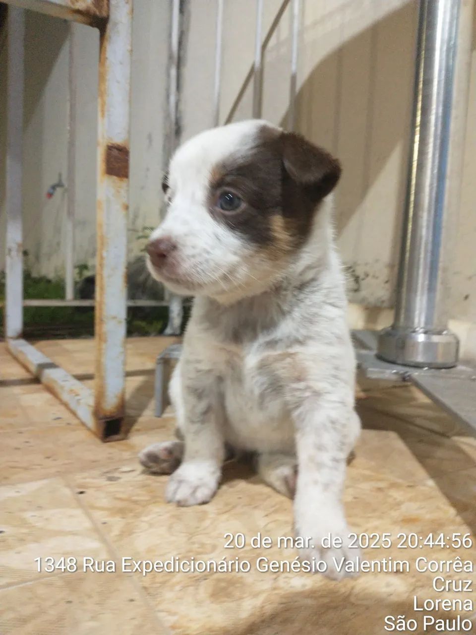 Filhote de BLUE HELLER/ AUSTRALIAN CASTLE DOG/ BOIADEIRO AUTRALIANO - Foto 6