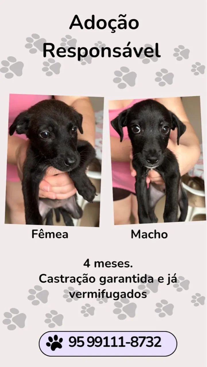 Filhotes para adoção responsável