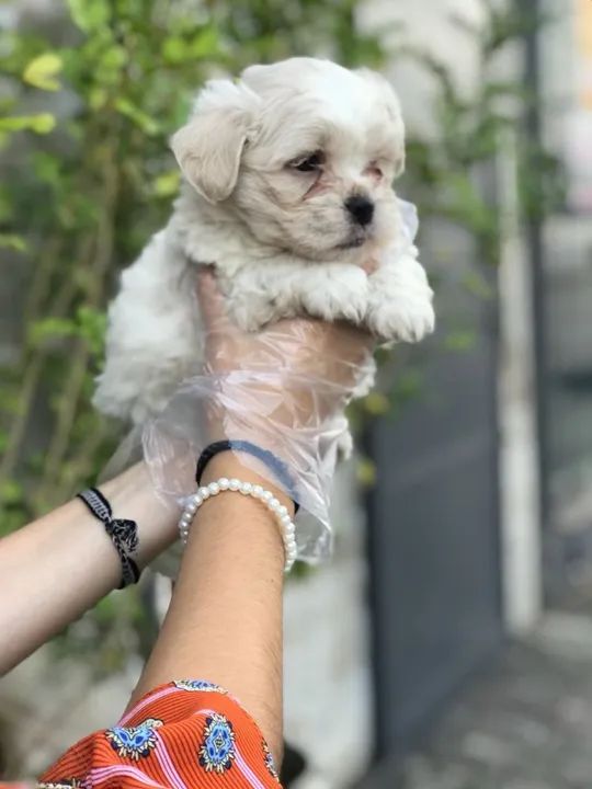 Lhasa Apso os mais fofos de são Paulo