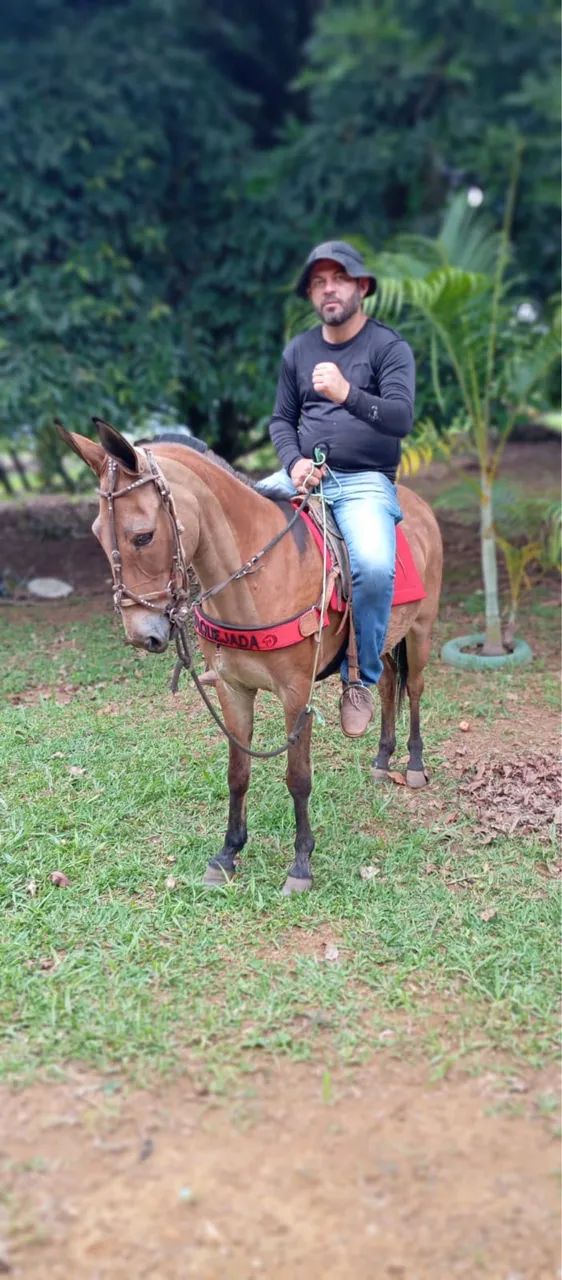 MULA DE PATRÃO  - Foto 4