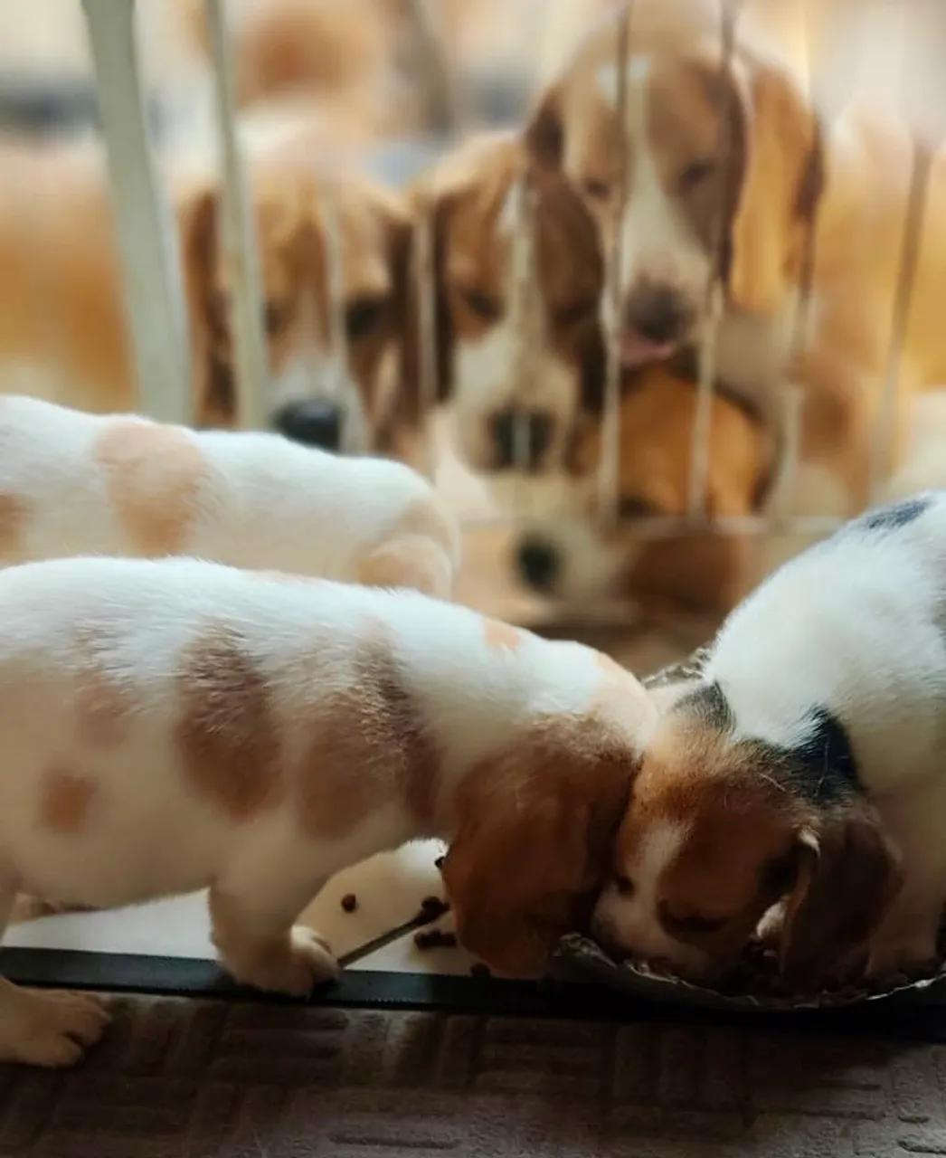 Filhotes de Beagle disponíveis para alegrar sua vida!