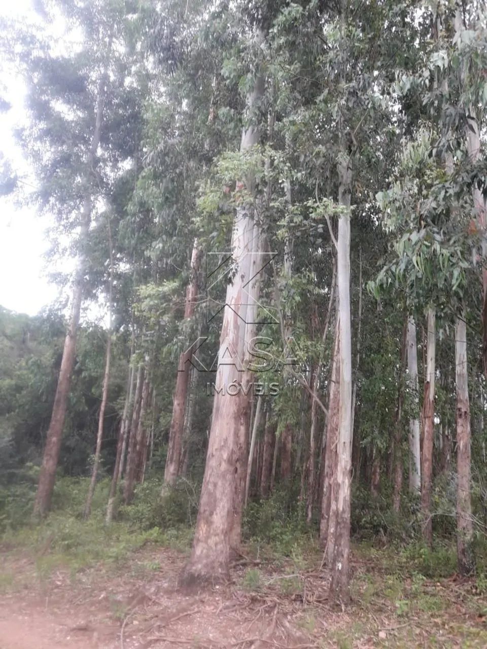 Área de terra à venda - Foto 3