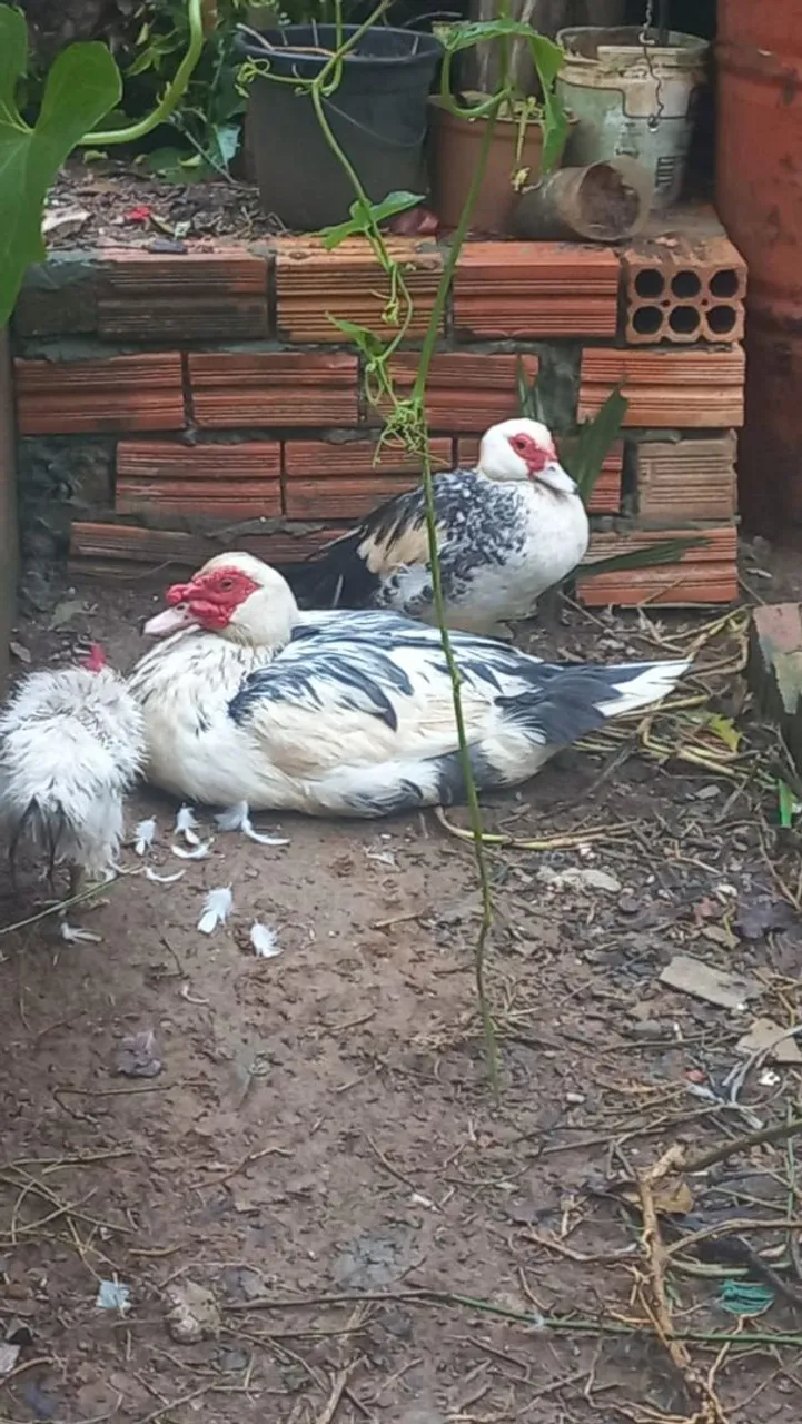 Patos