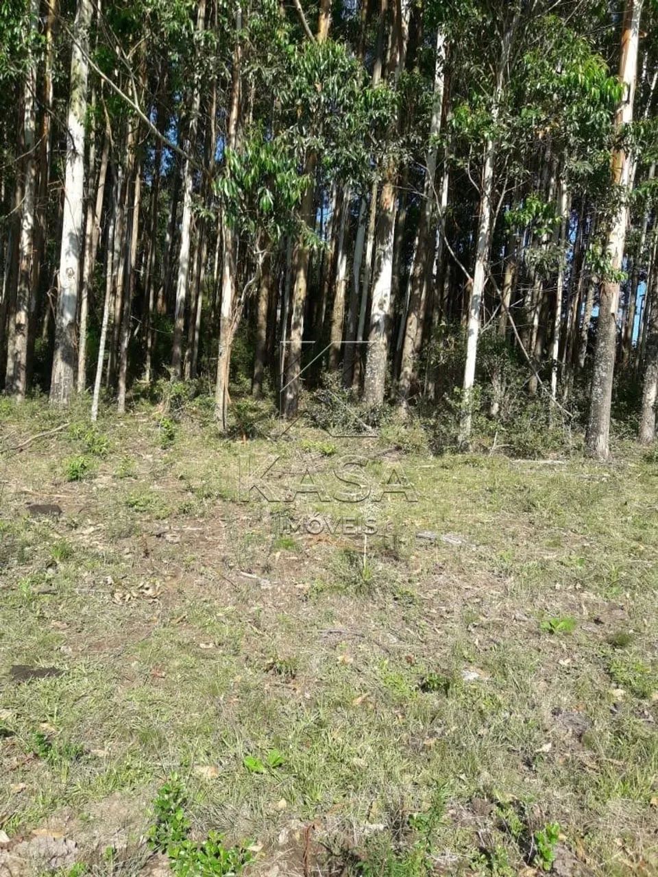 Área de terra à venda - Foto 4