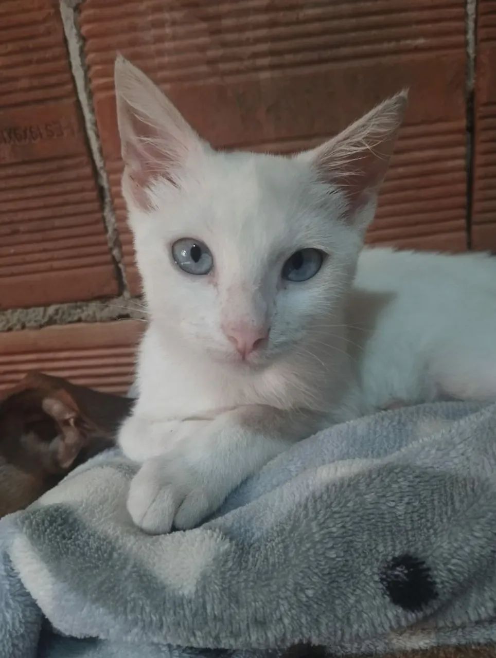 Gatinha branco com olhos azuis disponível para adoção