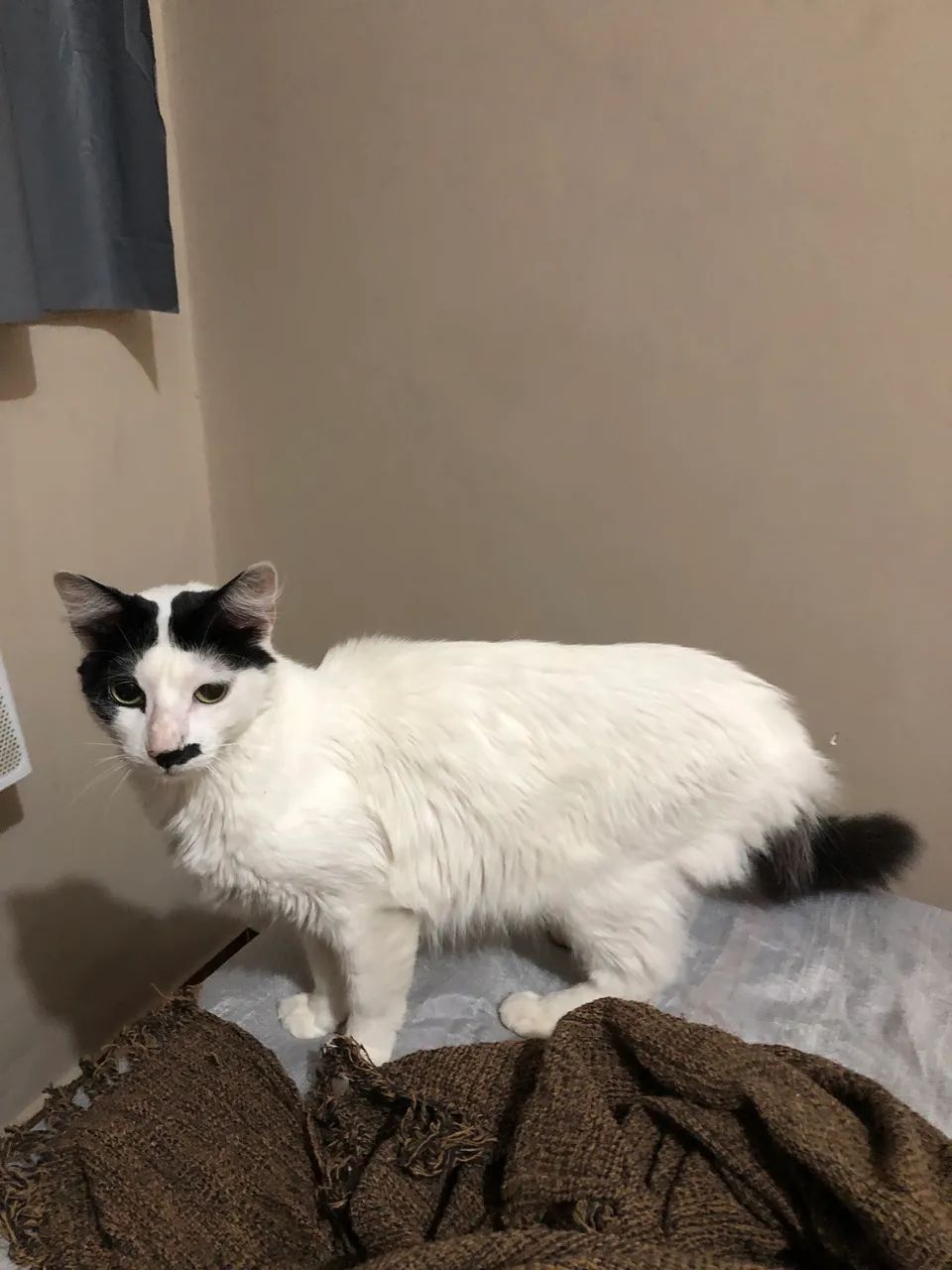 Gato castrado pada adoção  - Foto 3