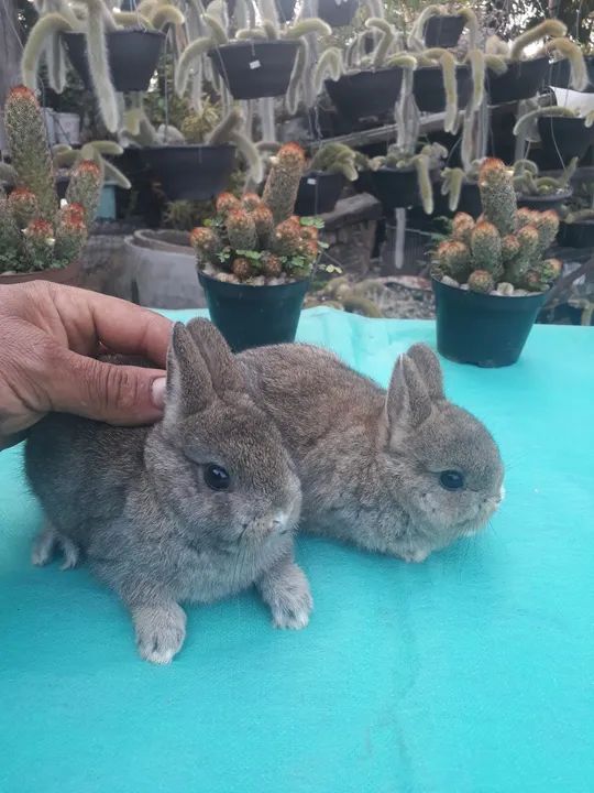 Coelho anão importado Agouti  - Foto 5