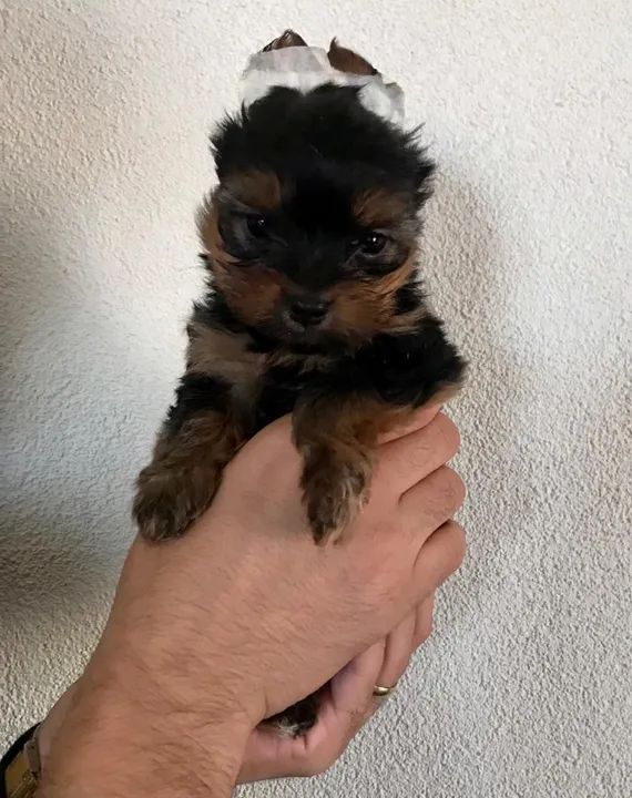 Yorkshire terrier macho com 55 dias na cor preto com canela vacinado e pedigree- Alberto