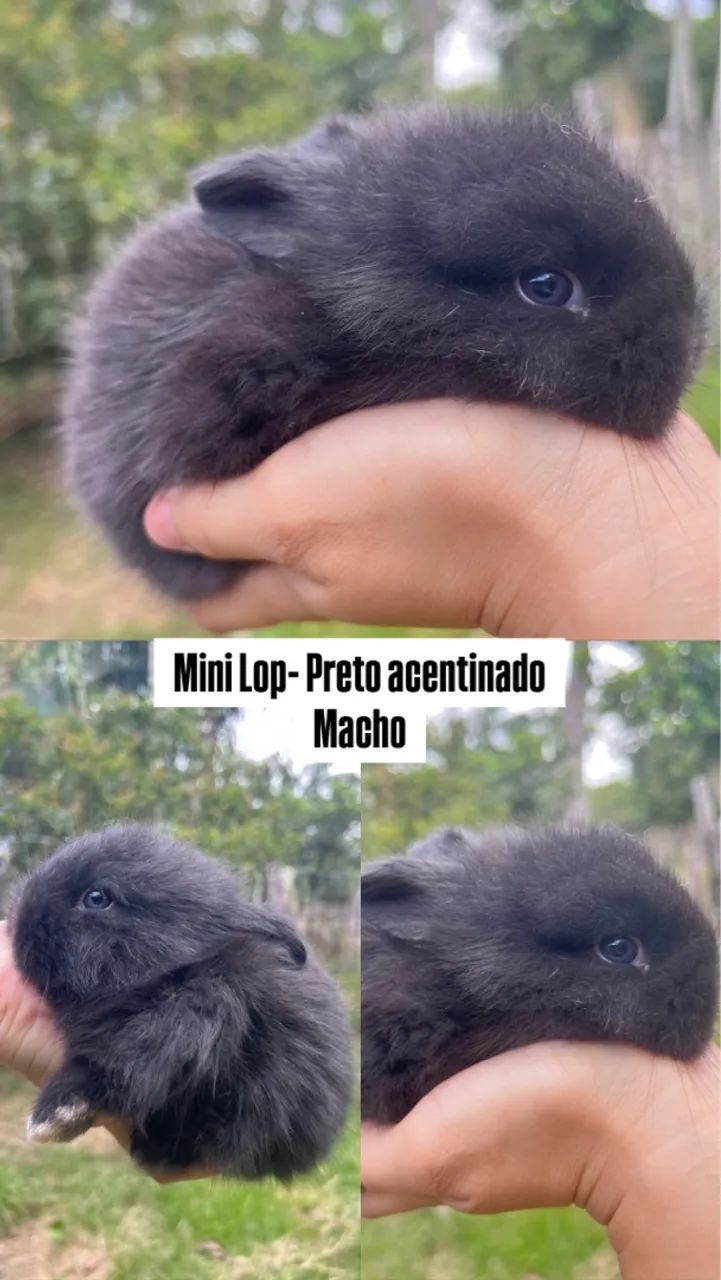 Coelho da Raça Mini Lop  - Foto 4