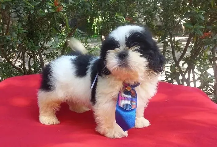 Shih Tzu destaque dos petshoop