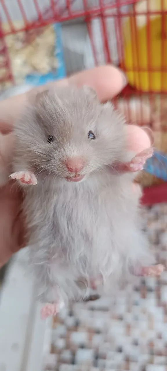 Hamster Sírio em Maceió 64169904305666120