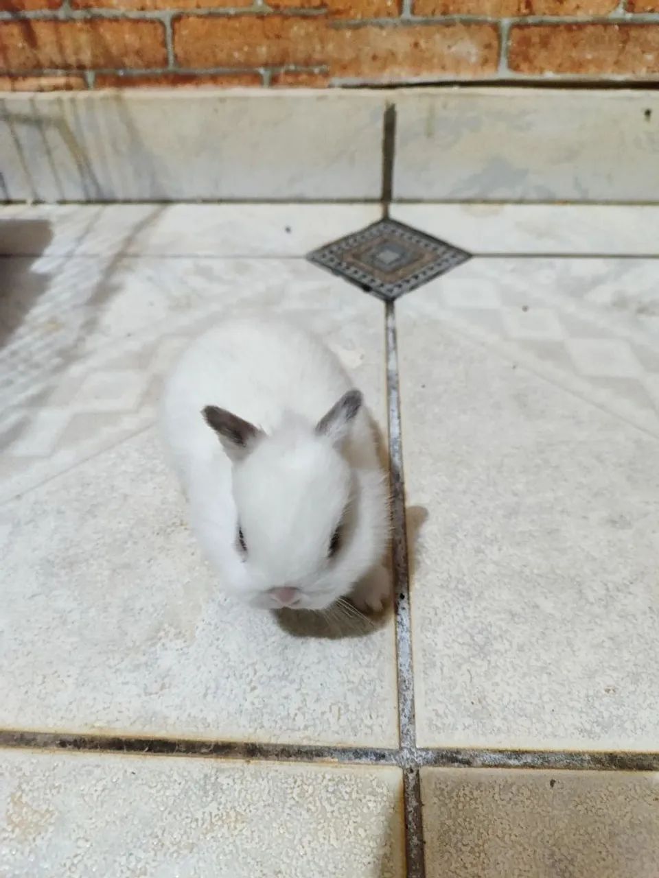Coelho Netherland dwarf (anão holandês) - Foto 3