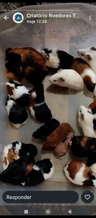 Compr@ porquinh@ da índia fêmeas leia