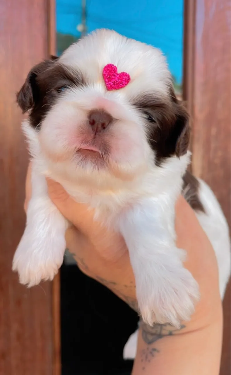 SHIHTZU