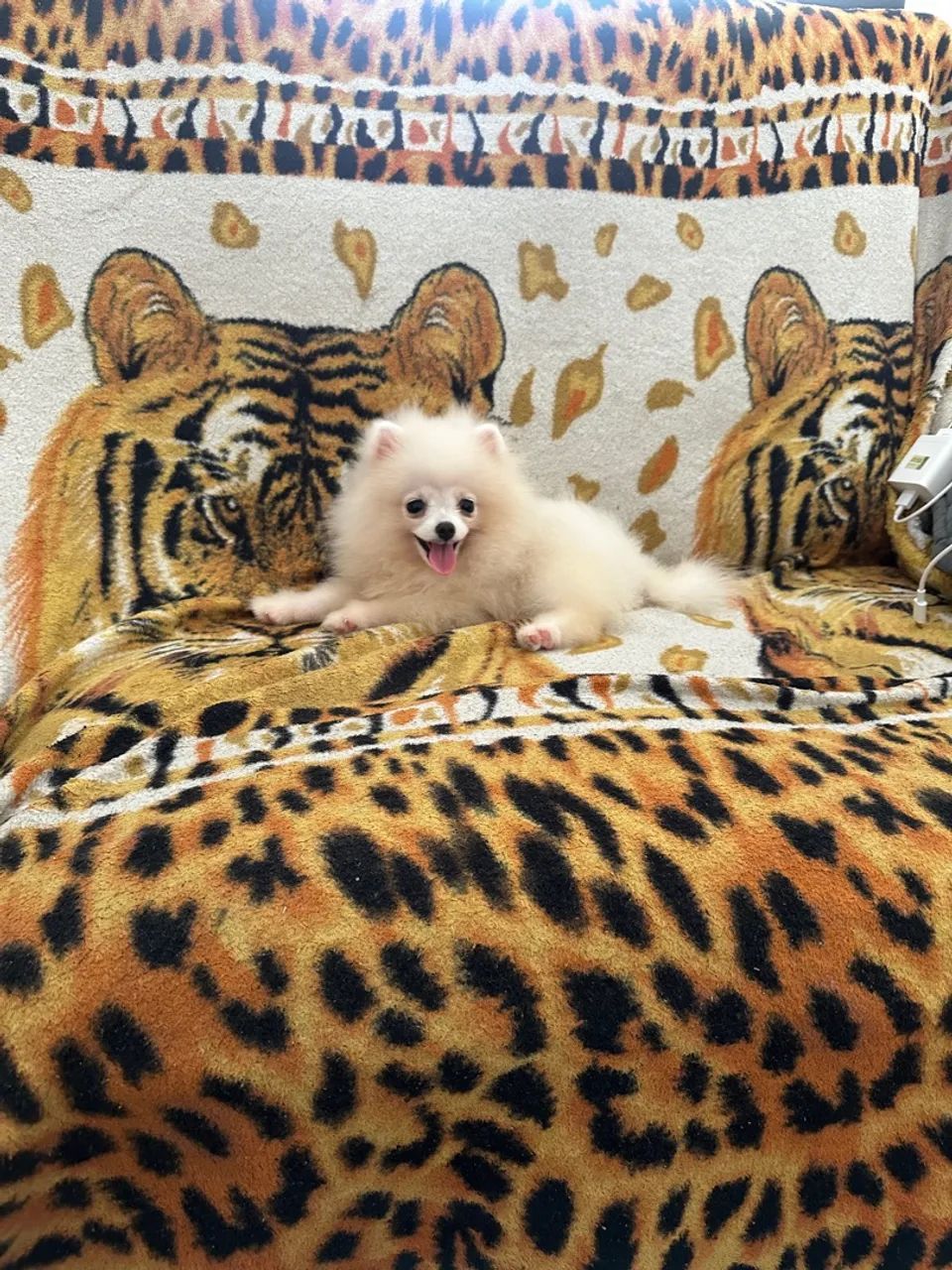 Lulu da Pomerania branco 