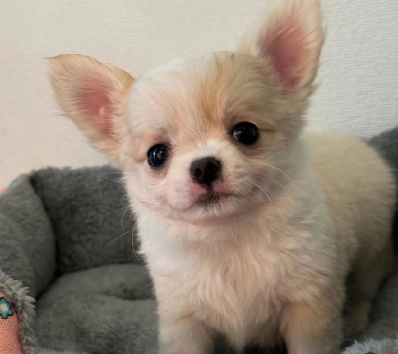 Chihuahua adorável e fofo! Pêlo longo machinho - Foto 3