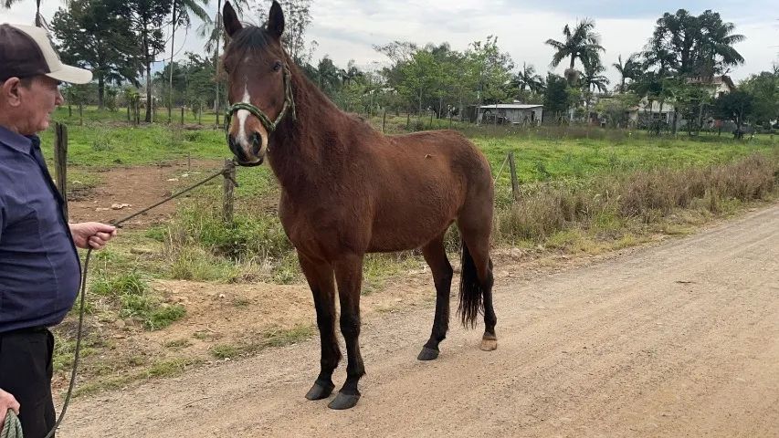 Cavalo Manga Larga Marchador - Foto 3