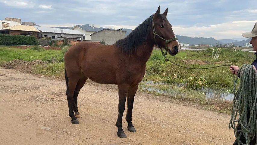 Cavalo Manga Larga Marchador - Foto 2
