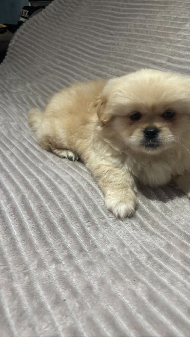 Cachorro Pequinês - Fofo e Carinhoso - Foto 2