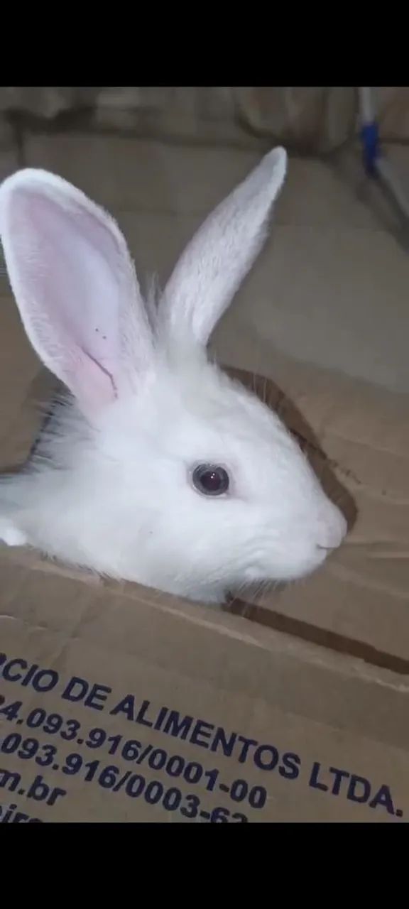 Coelho Branco do olho azul - Adorável e brincalhão  - Foto 2