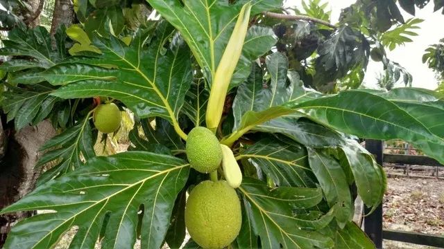 Granja Punaú, 6.5 Hectares, Completa, 1000 Pés de Coqueiro, 2500 Pés de Caju, Rio Pereni - Foto 3