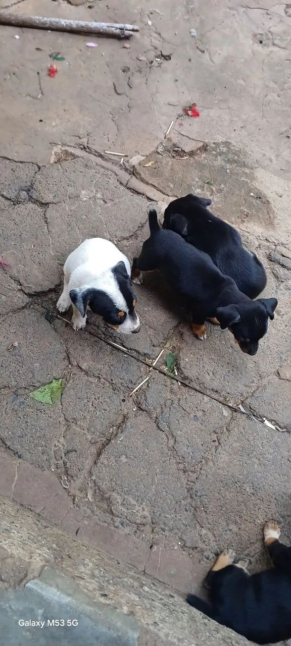 Cachorro pincher número 2  - Foto 4