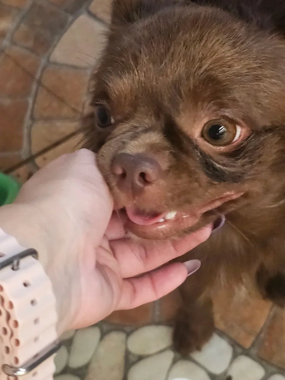 Chihuahua doação macho