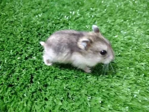 Hamster anão russo