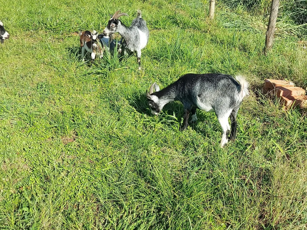 Mini cabra