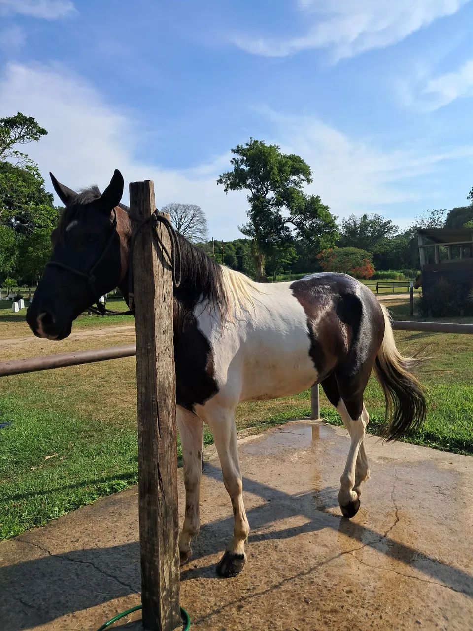 Cavalo Pampa de preto - Foto 3