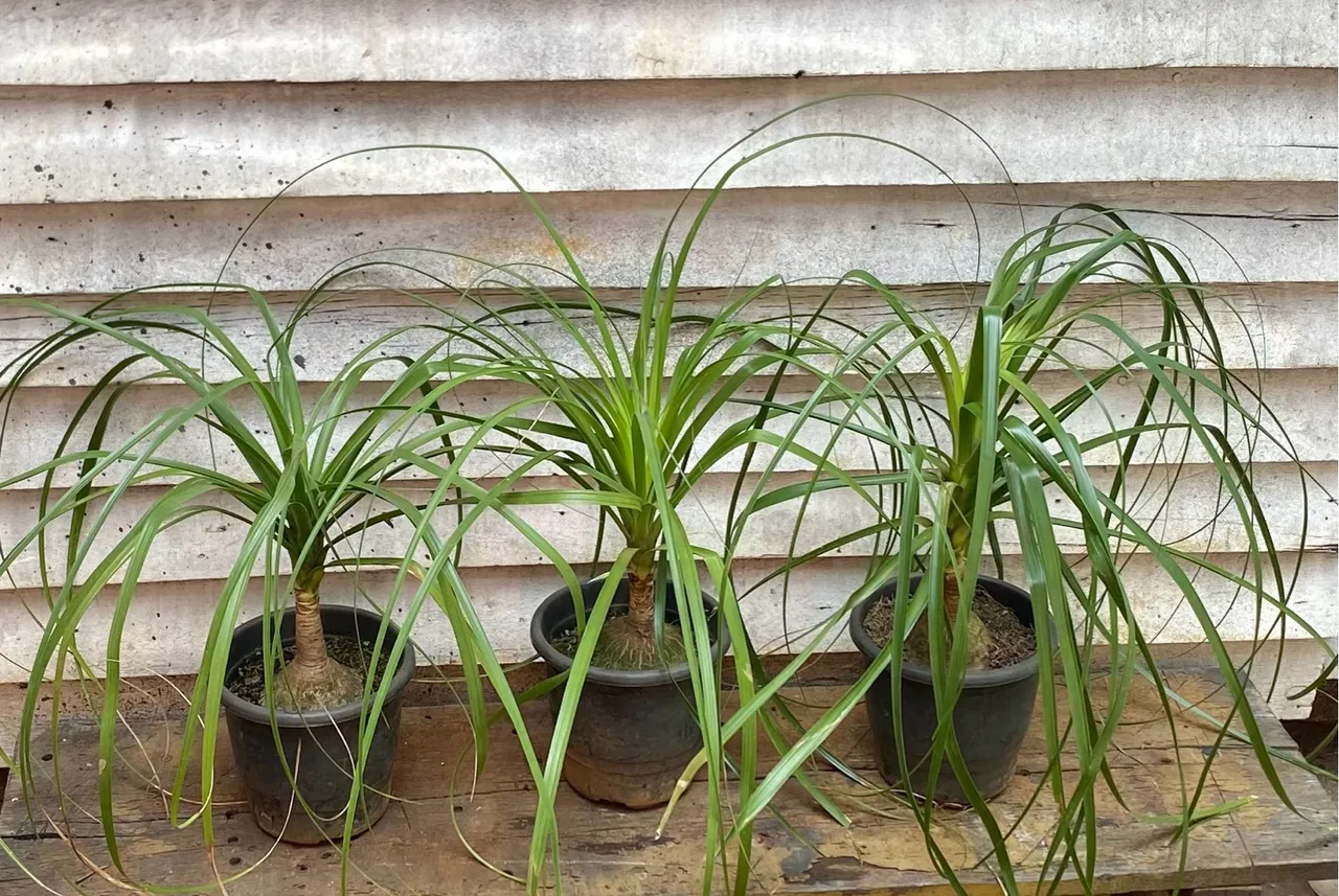 Planta Pata de Elefante