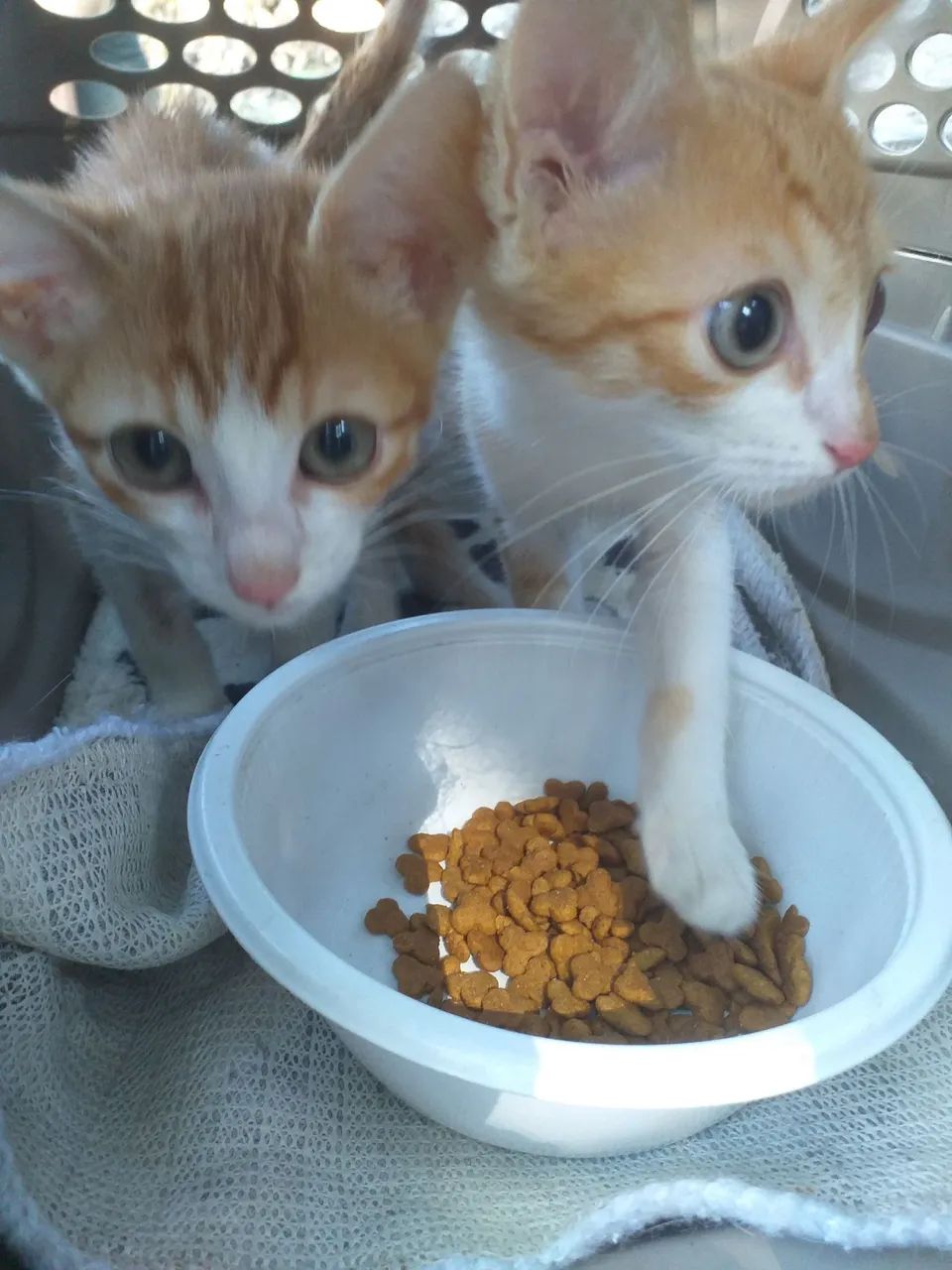 Doasse 2 Gatinhos Laranjas  - Foto 6