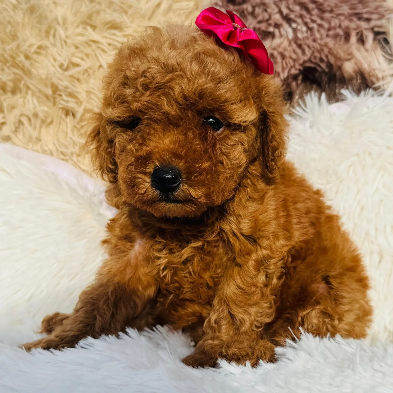 Poodle red toy fêmea