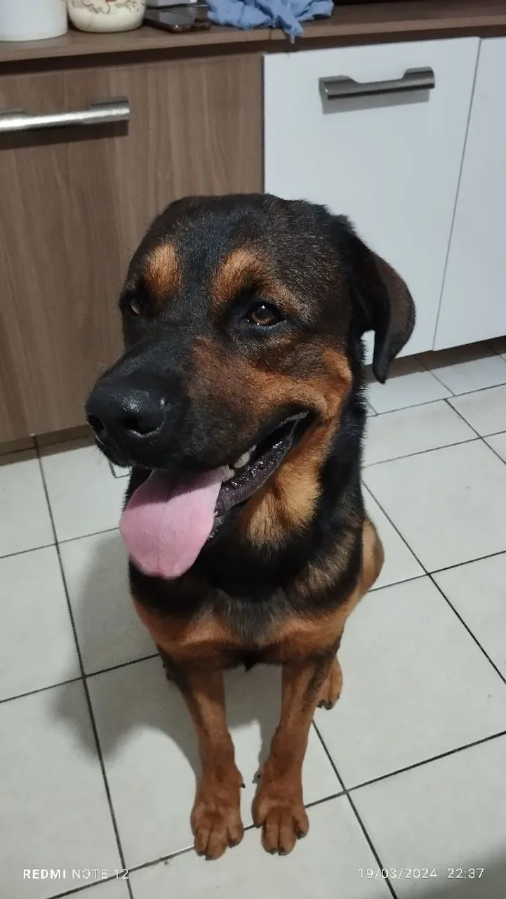 Cachorro bandog rottweiler e pastor alemão