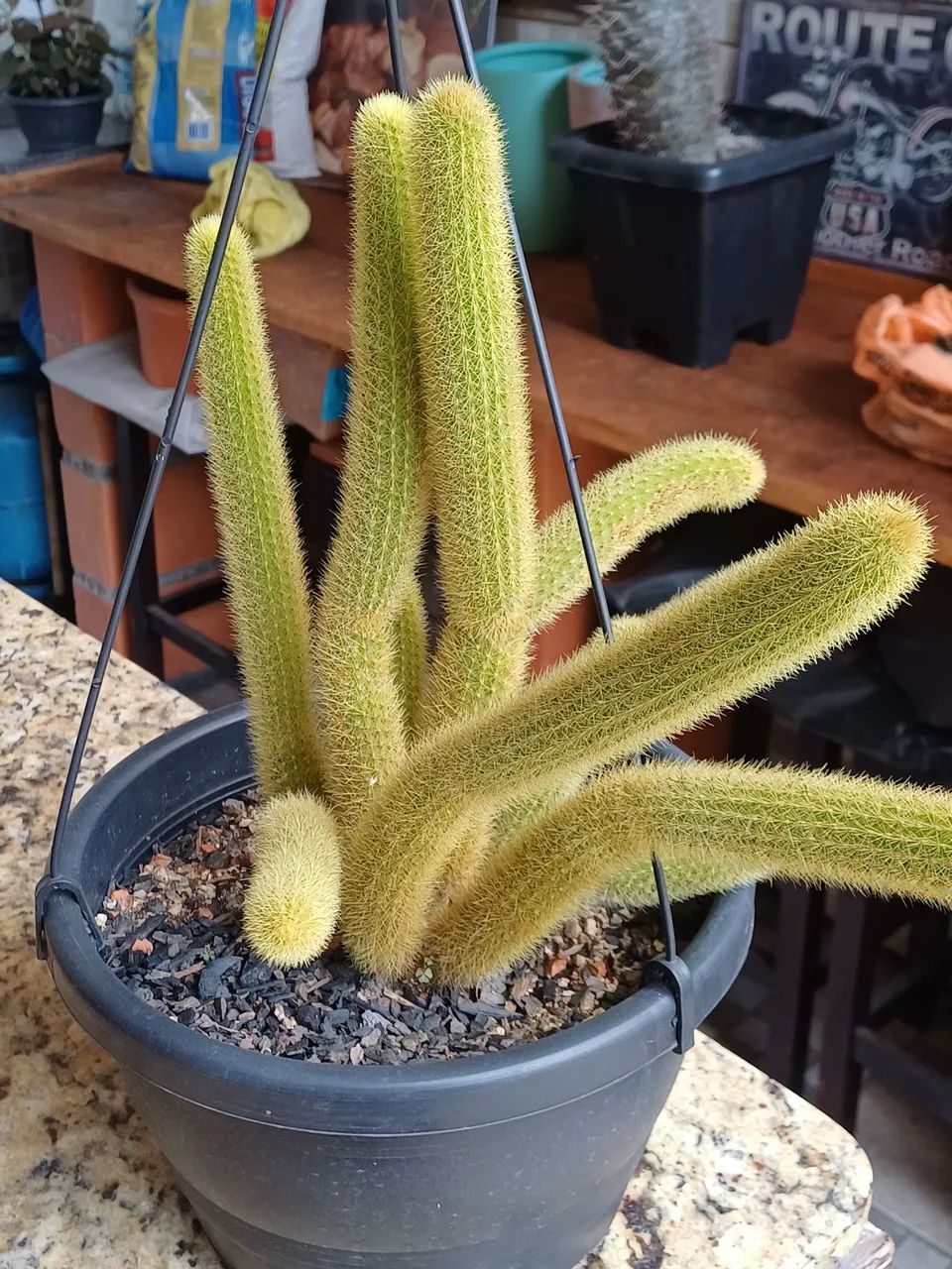 CACTOS RABO DE GATO - Foto 4