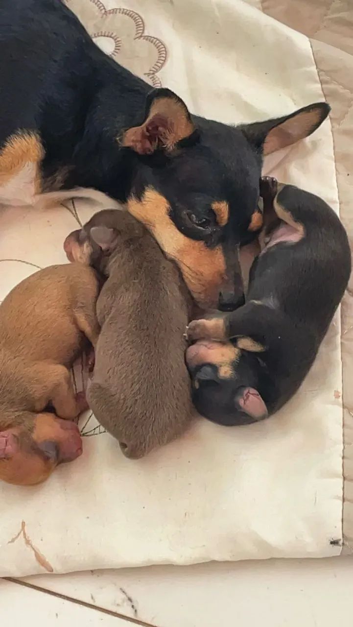 Lindos filhotes de Pinscher - Foto 5