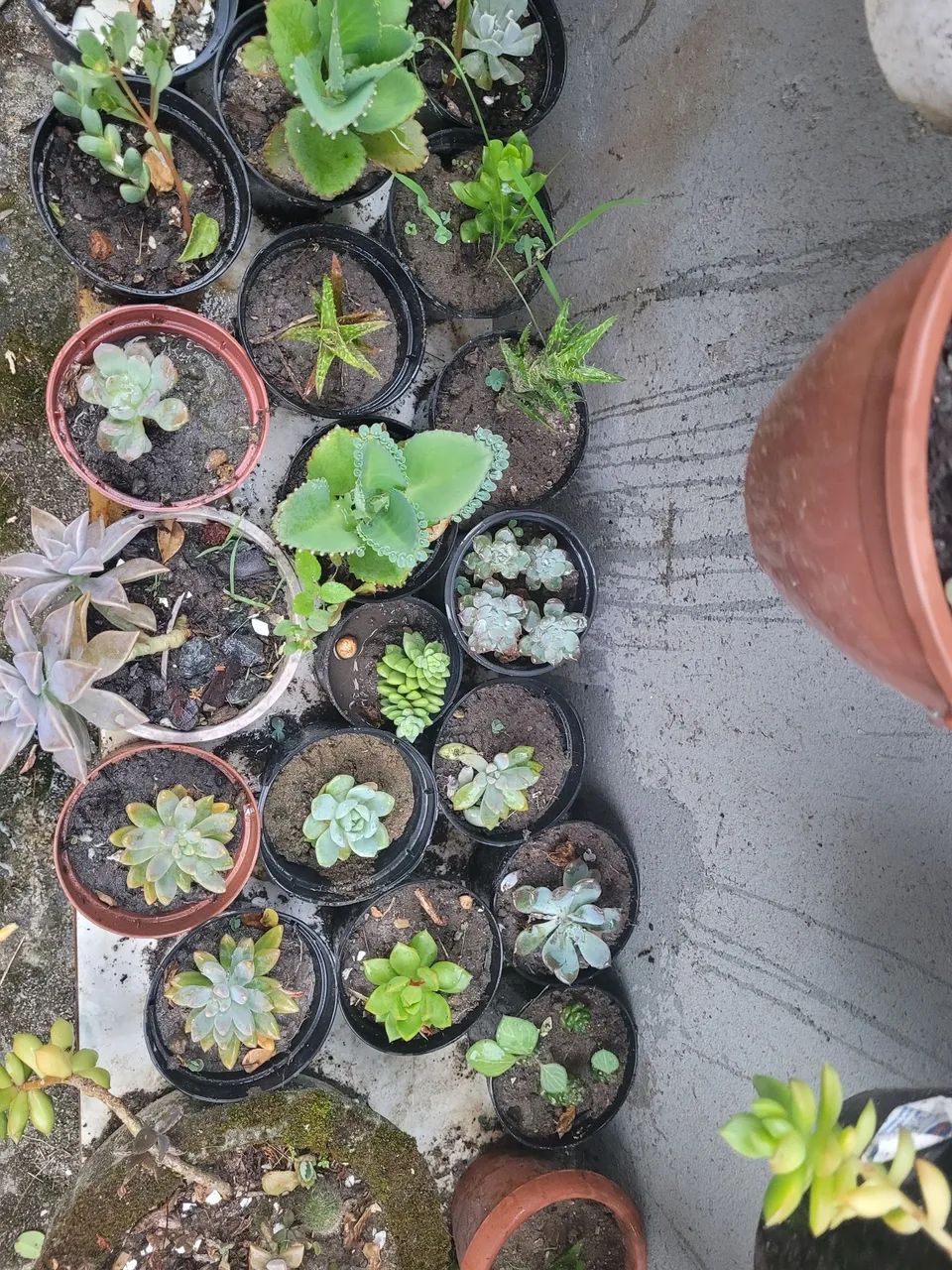 Mudas de plantas